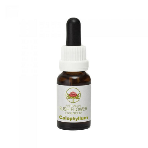 Calophyllum Australian Bush Flower Essence from Align Your Vibe – a natural remedy for confidence, purpose and heart-centred leadership.
