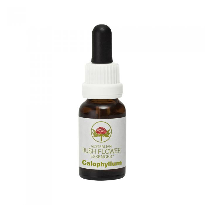 Calophyllum Australian Bush Flower Essence from Align Your Vibe – a natural remedy for confidence, purpose and heart-centred leadership.