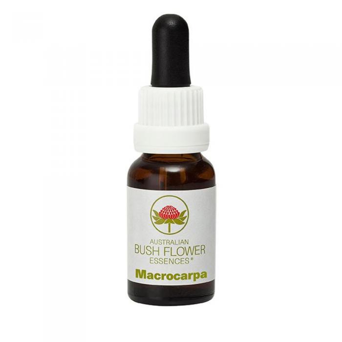 Macrocarpa Australian Bush Flower Essence from Align Your Vibe – a natural remedy for energy, resilience and emotional recovery.