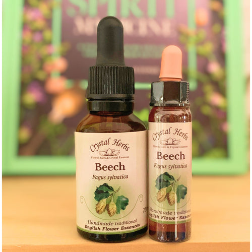 Beech Bach Flower Essence – a natural remedy for intolerance and criticism, encouraging compassion, open-mindedness, and harmonious relationships.