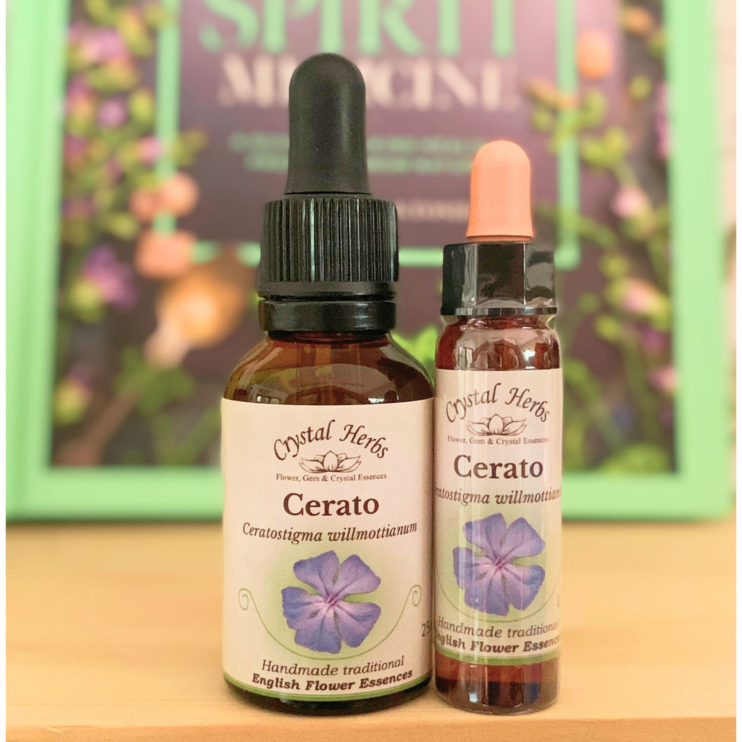 Cerato Bach Flower Essence – a natural remedy for indecisiveness and self-doubt, encouraging inner trust, clarity, and confident decision-making.