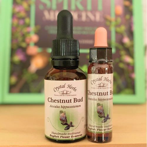 Chestnut Bud Bach Flower Essence – a natural remedy for breaking repetitive patterns, supporting learning from past experiences, and encouraging mindful awareness.