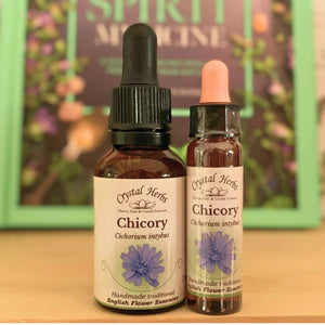 Chicory Bach Flower Essence from Align Your Vibe – a gentle remedy for possessiveness, over-attachment and fostering unconditional love in relationships.