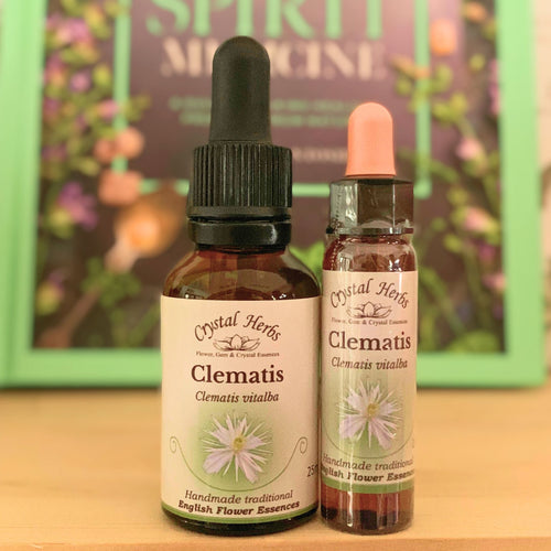 Clematis Bach Flower Essence – a gentle remedy for daydreamers and those feeling disconnected, supporting focus, presence, and clarity. Available in Australia.