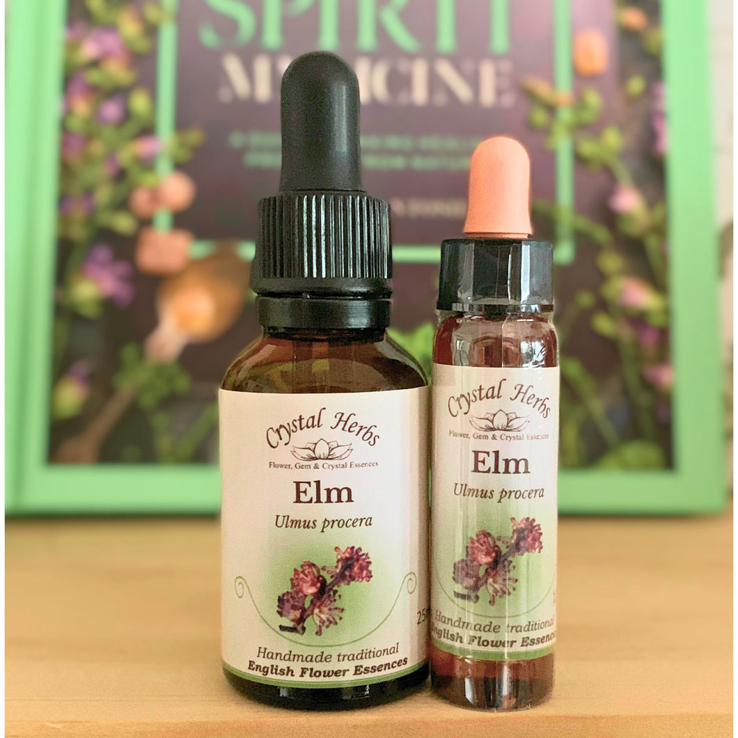 Elm Bach Flower Essence – support for overwhelm and temporary self-doubt, helping restore confidence and inner strength during times of responsibility and pressure.
