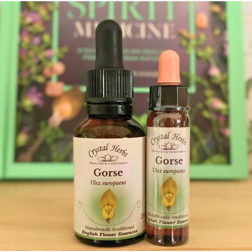 Gorse Bach Flower Essence – a natural remedy for hopelessness, despair, and restoring optimism and a renewed sense of possibility.