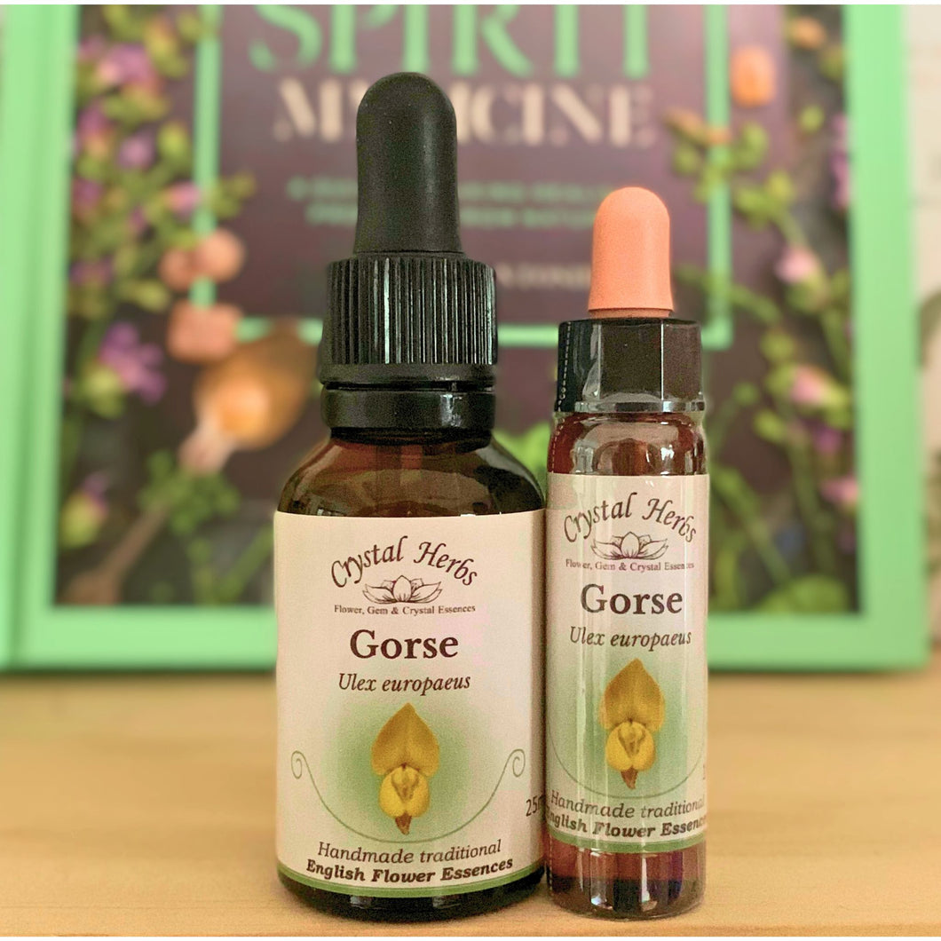 Gorse Bach Flower Essence – a natural remedy for hopelessness, despair, and restoring optimism and a renewed sense of possibility.