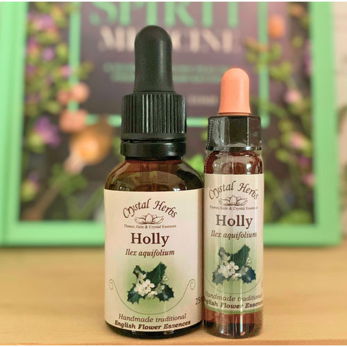 Holly Bach Flower Essence from Align Your Vibe – a natural remedy for jealousy, envy, suspicion and fostering a more open-hearted and loving mindset.