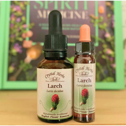 Larch Bach Flower Essence from Align Your Vibe – a natural remedy to build self-confidence, dissolve self-doubt, and encourage courageous self-expression in Australia.