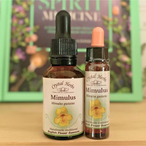 Mimulus Bach Flower Essence from Align Your Vibe – a natural remedy for known fears, shyness, and building quiet inner courage. Ideal support for sensitive souls in Australia.