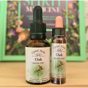 Oak Bach Flower Essence from Align Your Vibe – a natural remedy for resilience and perseverance, supporting emotional balance and preventing burnout in Australia.