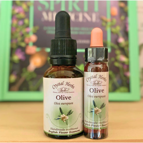 Olive Flower Essence from Align Your Vibe – a natural remedy for exhaustion and fatigue, supporting vitality and emotional recovery. Available in Australia.