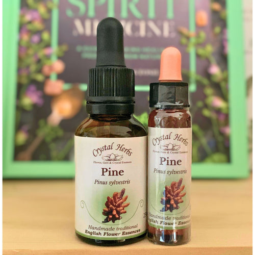 Pine Bach Flower Essence from Align Your Vibe – a natural remedy for guilt, self-blame and self-acceptance. Gently supports emotional healing in Australia.