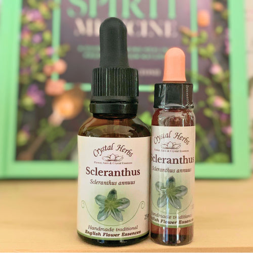 Scleranthus Bach Flower Essence from Align Your Vibe – a natural remedy for inner balance, decisiveness and mental clarity. Available online in Australia.