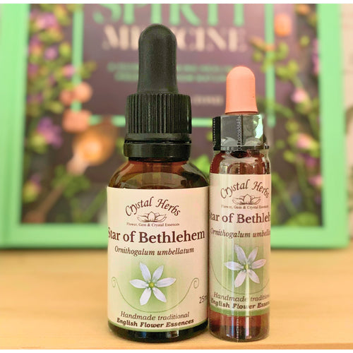 Star of Bethlehem Bach Flower Essence from Align Your Vibe – a gentle natural remedy for shock, grief and emotional trauma, available online in Australia.