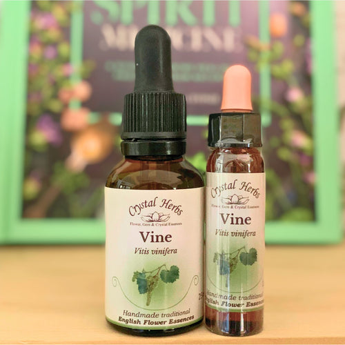 Vine Flower Essence from Align Your Vibe – a natural remedy for controlling tendencies, promoting compassionate leadership and respectful guidance.
