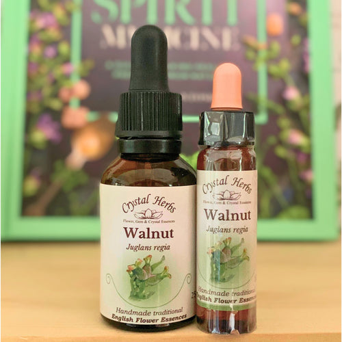Walnut Flower Essence from Align Your Vibe – a natural remedy for navigating change, protecting sensitivity, and staying true to your path.