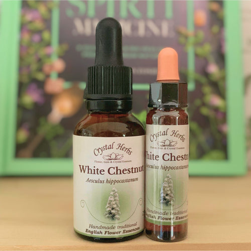 White Chestnut Flower Essence from Align Your Vibe – a natural remedy for restless thoughts, mental overactivity, and promoting inner calm and clarity.