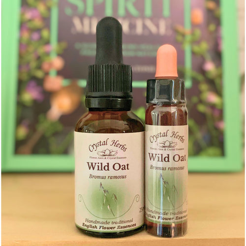Wild Oat Bach Flower Essence from Align Your Vibe – a natural remedy for life direction, clarity of purpose, and aligning with your true calling.