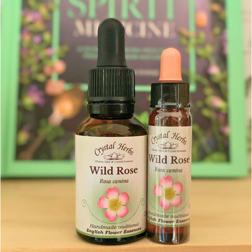 Wild Rose Bach Flower Essence from Align Your Vibe – a natural remedy for apathy, lack of motivation and restoring enthusiasm, vitality and joy for life.